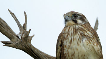 Wallpaper thumb: Brown Falcon